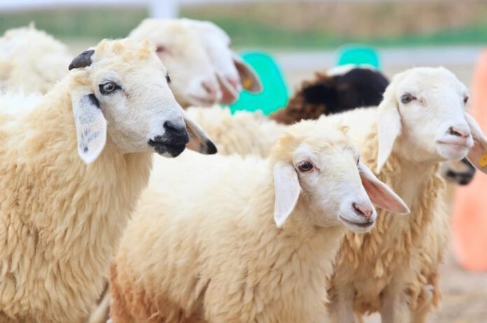 WBB Dubai approves regulated prices for Qurbani for Eid Al Adha 2026